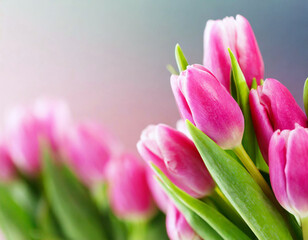 Naklejka premium Różowe tulipany kartka tło