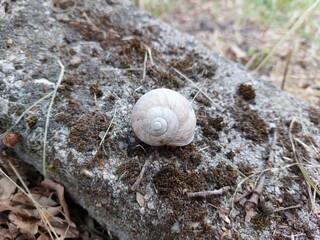 Snail shell on the ground © Sylwia