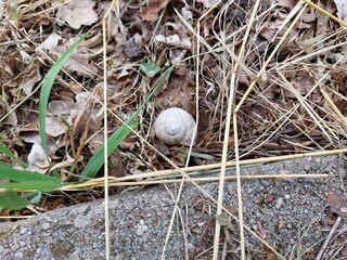 Snail shell on the ground © Sylwia