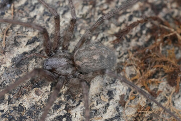 Close-Up of Brown Hairy giant house spider Eratigena atrica on Textured Surface