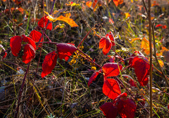 Crimson color of autumn.
This is the color that blackberry leaves acquire. As if they have been heated during the summer.


