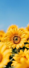 Obraz premium Vibrant sunflowers blooming under a clear blue sky, showcasing their bright yellow petals in full detail Midangle shot, natural lighting, sharp focus on flowers