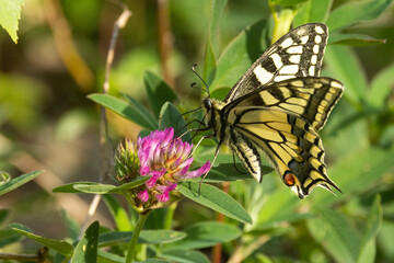 A large Old world swallowtail visiting a pinkish blooming Clover and drinking nectar from it on a rural meadow in Estonia, Northern Europe