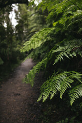 fern in the forest
