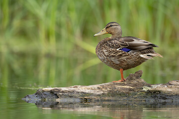 Mallard Duck