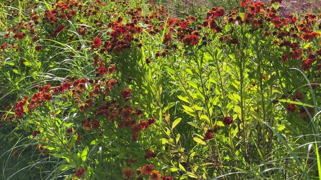 Bushes of blooming ornamental helenium with red flowers