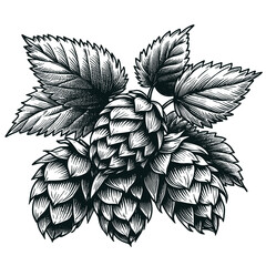 A hand-drawn sketch of a hops, showing clusters and leaves, ideal for beer-related designs or botanical prints is presented as a vector illustration