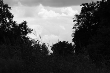 Obraz premium silhouette of trees