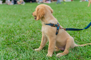 The cute golden retriever and its owner took advantage of the weekend to play on the grass