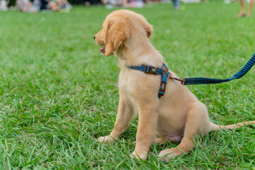 The cute golden retriever and its owner took advantage of the weekend to play on the grass