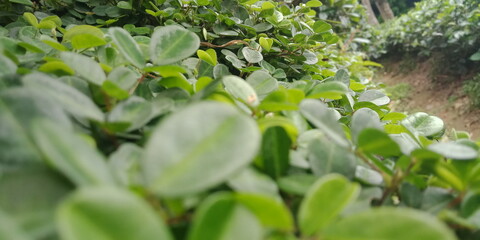 Majestic Landscapes of Sri Lanka. Breathtaking Beauty Capturing the Serene Essence of Nature in Stunning Landscapes. A Journey Through Picturesque Nature Landscapes. The beauty of Nature’s Landscape