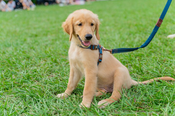 The cute golden retriever and its owner took advantage of the weekend to play on the grass