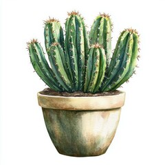 Cactus plant in the style of a watercolor painting