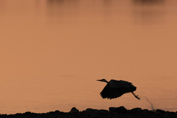 Heron at Vartry Reservoir, county Wicklow, Ireland