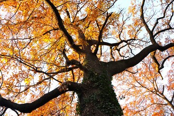 秋に紅葉した樹木