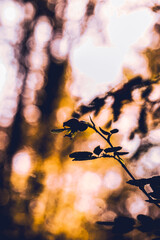 herbst
