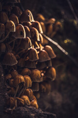 herbst