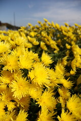 黄色い食用菊もってのほか　縦位置