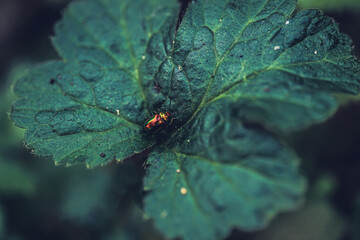 Pilze