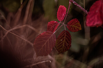 herbst
