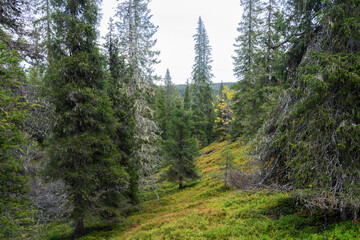 An old-growth Spruce forest growing on the slopes of Riisitunturi National Park, Northern Finland