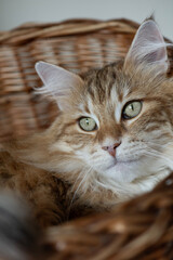 Norwegische Waldkatze in ihrem Korb