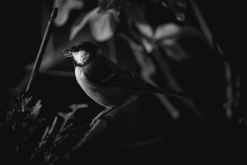 vögel