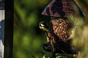 vögel