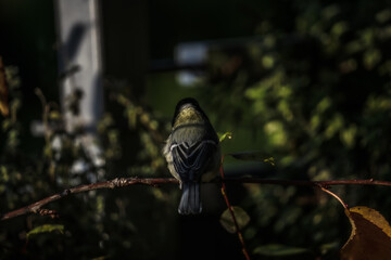 Pilze