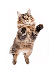 Fototapeta premium A fluffy, playful cat jumping in the air with its paws outstretched. The cat has a beautiful coat with a mix of brown and cream colors, and its eyes are wide open, showcasing excitement.