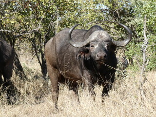 Obraz premium Buffalo in the wild