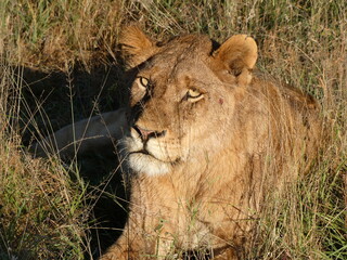 Portrait of a Lion