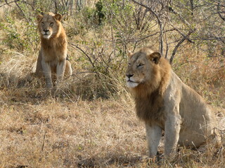 Lions hunting