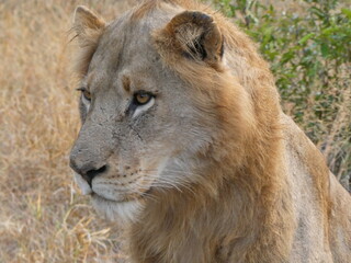 Portrait of a Lion