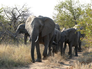 Elephants in the wild