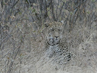 Portrait of a leopard