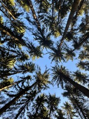 Trees in the forest