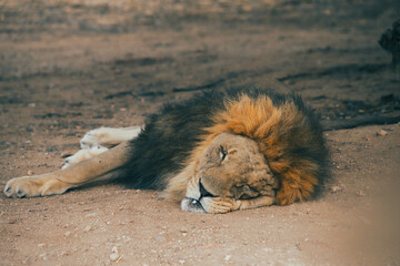 Animales salvajes.