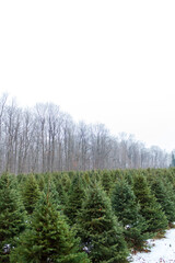 Lush Evergreen Christmas Trees in a Snowy Forest Setting