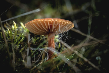 Pilze