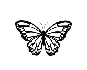 butterflies and flowers	