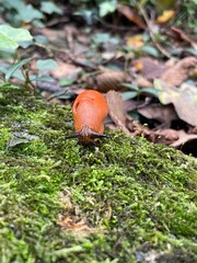 Piccole creature 