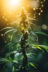 Obraz premium Cannabis plant with molecular structures overlay, scientific representation, sunlight background