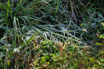 frost on green grass