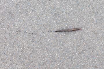 A tiger angel (Limax maximus) on its way to the meadow