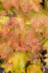 Fall maple leaf on wooden table in autumns, background texture