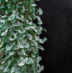 Fototapeta premium green ivy on wall