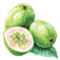 Guava fruit watercolor clipart illustration