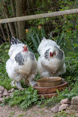 Brahma chickens make a zoo unsafe