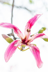 Silk floss flower, Ceiba speciosa a blossoming, summer time	